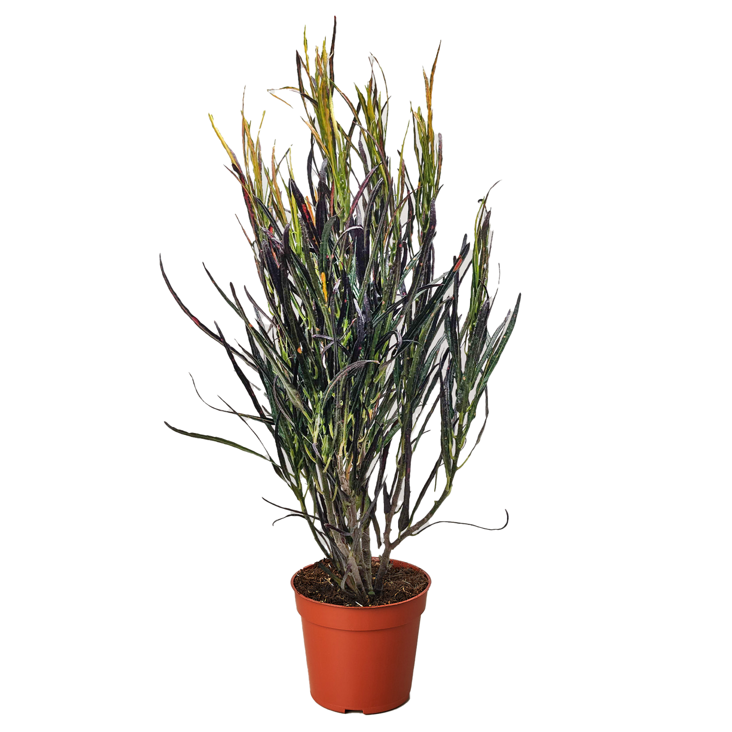 Croton 'Picasso'