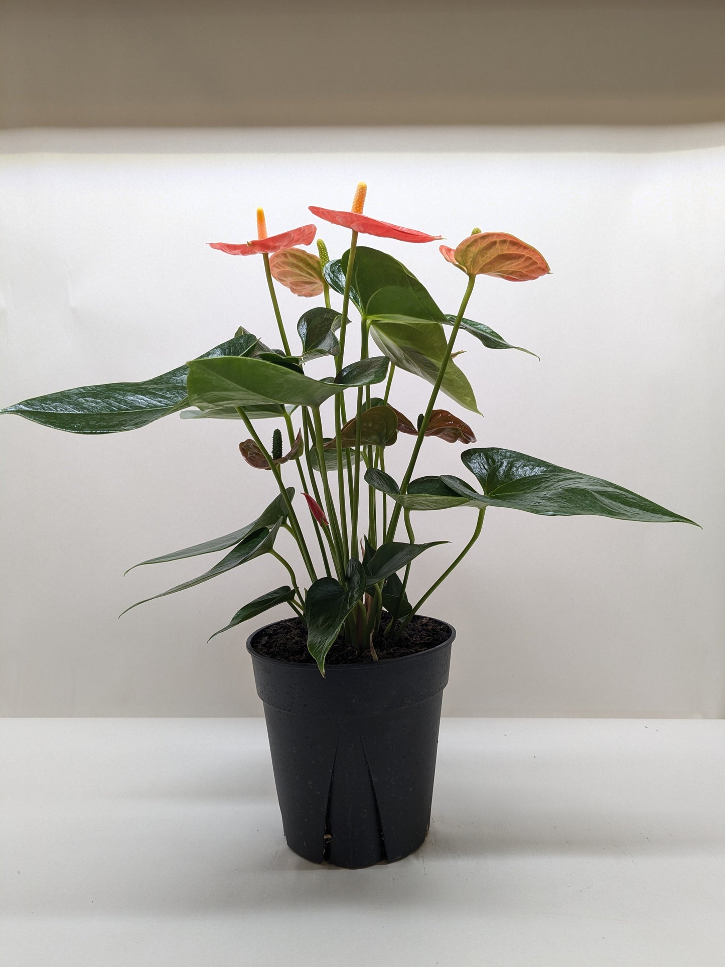 anthurium orange Anthurium 'Orange' – Wanderlust Treats